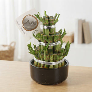 Lucky Bamboo (Dracaena sanderiana) – 12cm Pot