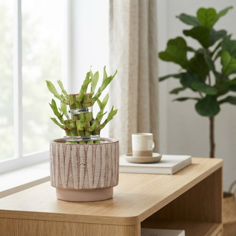 Lucky Bamboo (Dracaena sanderiana) – 10cm Pot