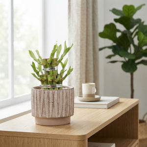Lucky Bamboo (Dracaena sanderiana) – 10cm Pot
