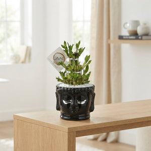 Lucky Bamboo Pyramid – Dracaena sanderiana, 15cm Pot