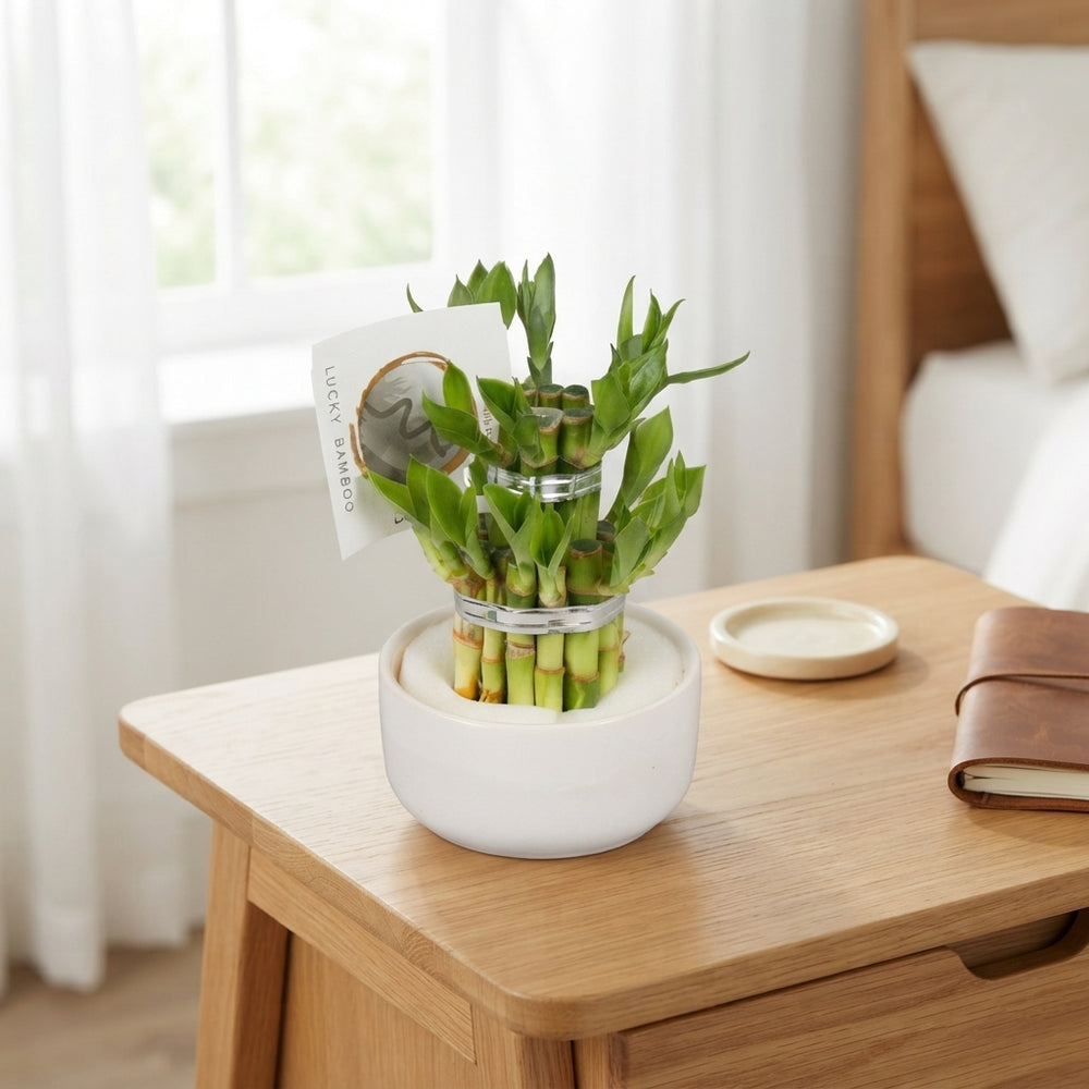 Lucky Bamboo (Dracaena sanderiana) – 8cm Black & White Ceramic Pot