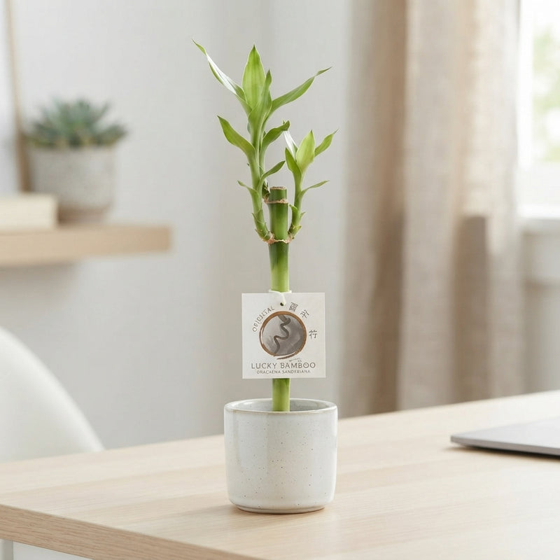 Lucky Bamboo (Dracaena sanderiana) – 5cm Pot, 30cm Tall