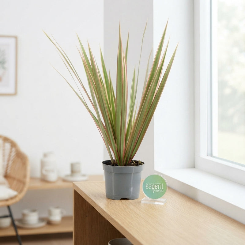 Dracaena Marginata Green – 8.5cm Pot, 30cm High