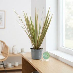 Dracaena Marginata Green – 8.5cm Pot, 30cm High