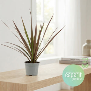Dragon Tree (Dracaena marginata) – 8.5cm Pot