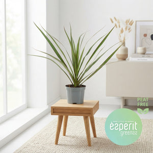 Dragon Tree (Dracaena marginata) – 8.5cm Pot