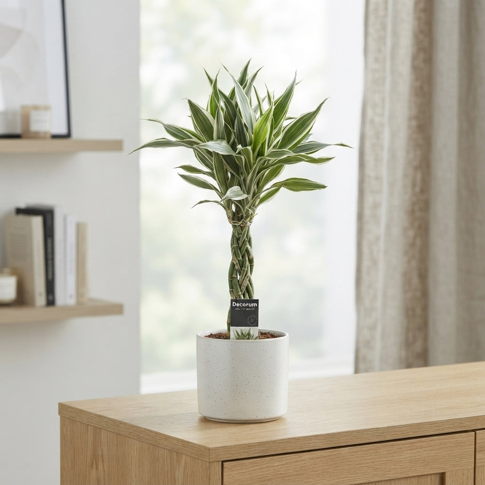 Lucky Bamboo (Dracaena sanderiana) – 12cm Pot, 50cm High