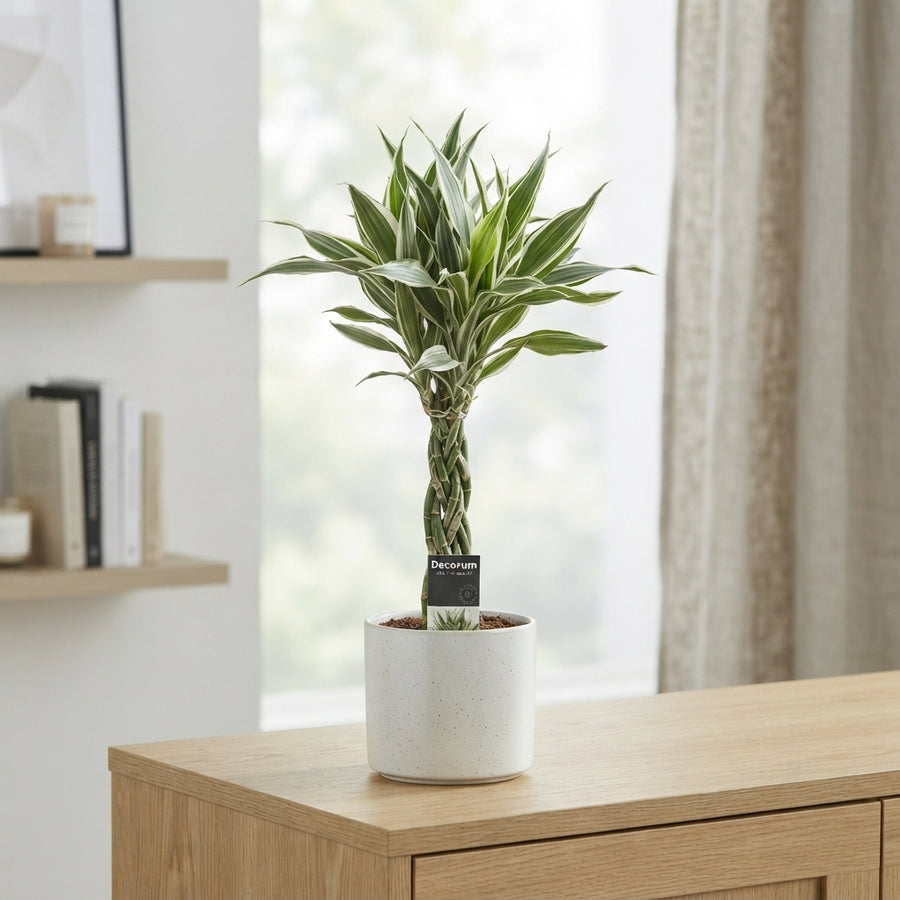 Indoor Trees