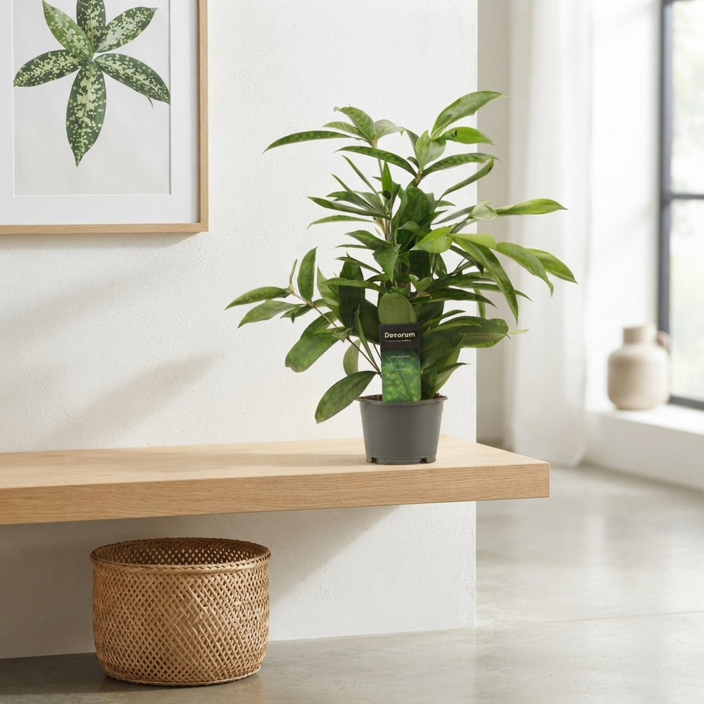 Gold Dust Dracaena (Dracaena surculosa) – 12cm Pot