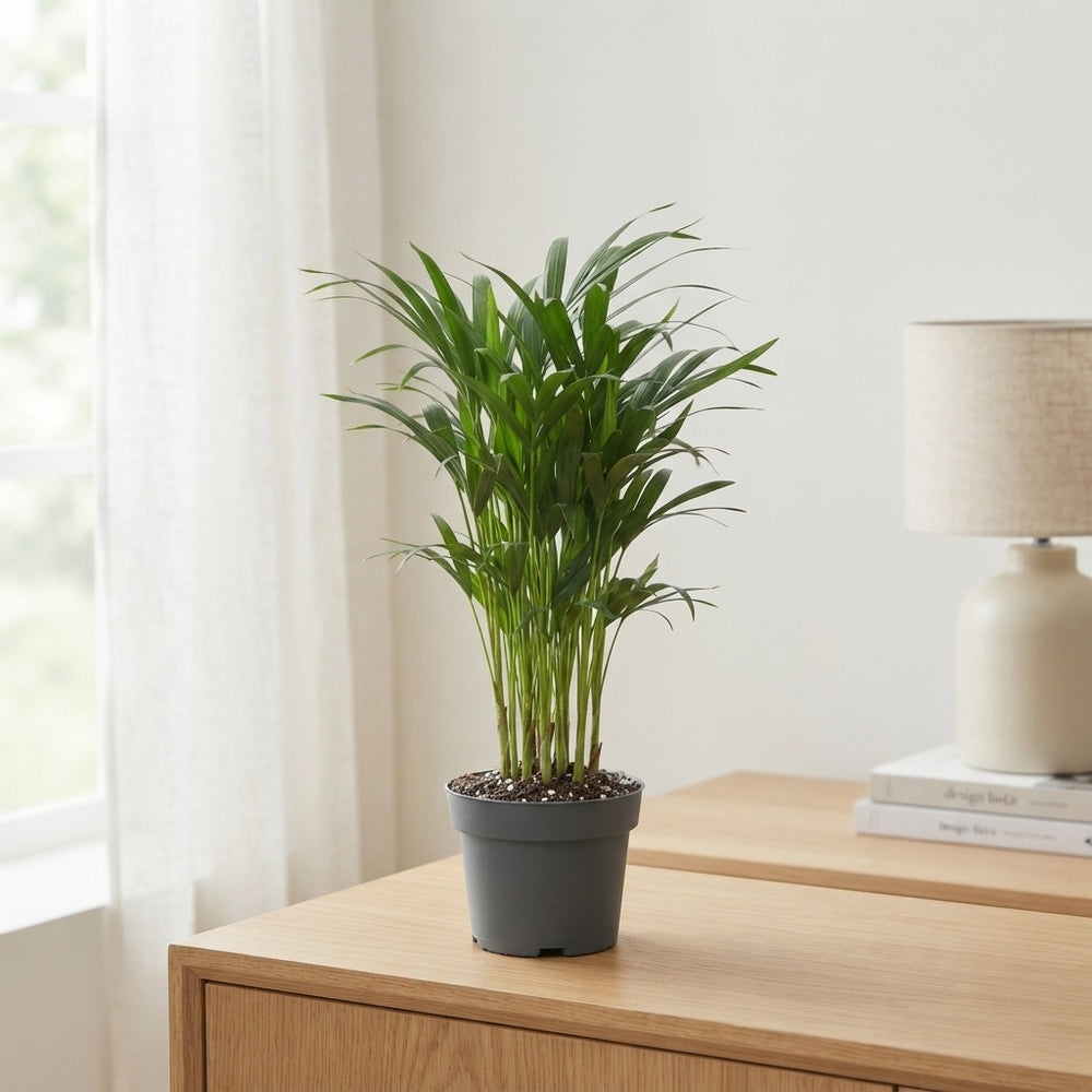 Areca Palm (Dypsis lutescens) – 10.5cm Pot