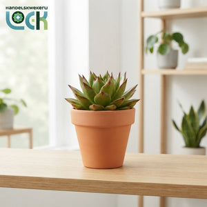 Echeveria Succulent – 8.5cm Pot, 15cm High