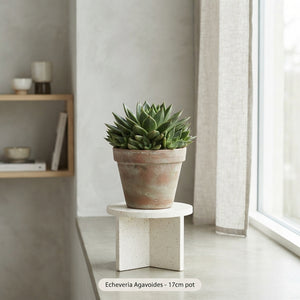 Echeveria Agavoides Succulent – 17cm Pot
