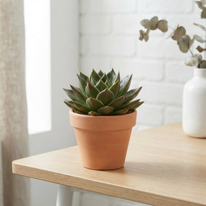 Echeveria Agavoides Succulent – 10.5cm Pot