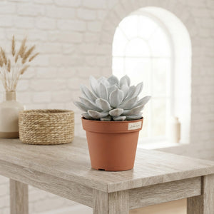 Mixed Echeveria Succulent – 12cm Pot