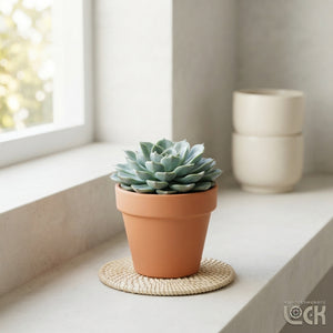 Blue Echeveria (Echeveria glauca) – 8.5cm Pot