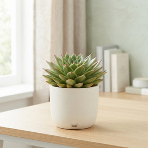 Echeveria 'Lipstick' Succulent – 17cm Pot