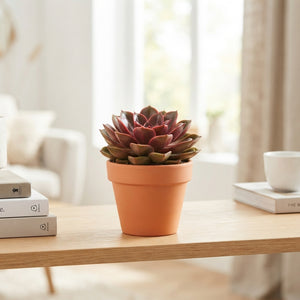 Echeveria ‘Magic Red’ Succulent – 8.5cm Pot