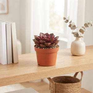Echeveria ‘Magic Red’ Succulent – 12cm Pot