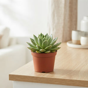 Echeveria Miranda Succulent – 15cm Pot