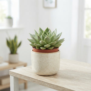 Echeveria Miranda Succulent – 12cm Pot
