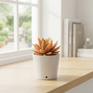 Echeveria ‘Rainbow Chameleon’ – 8.5cm Pot