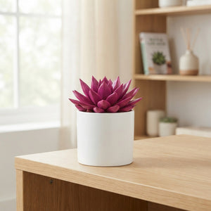 Echeveria Rainbow Mix Succulent – 10.5cm Pot