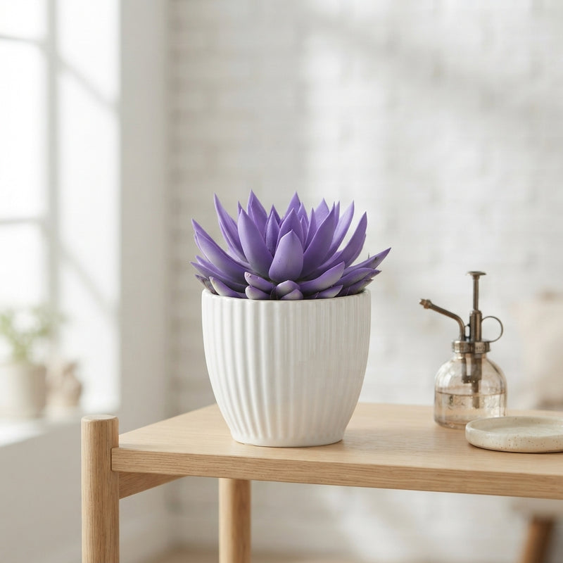 Echeveria ‘Miranda Rainbow’ Succulent – 12cm Pot