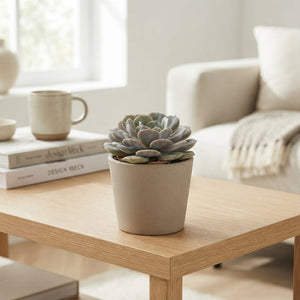 Echeveria 'Monica' Succulent – 8.5cm Pot