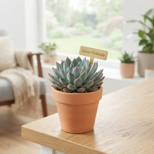 Echeveria Succulent – 8.5cm Pot