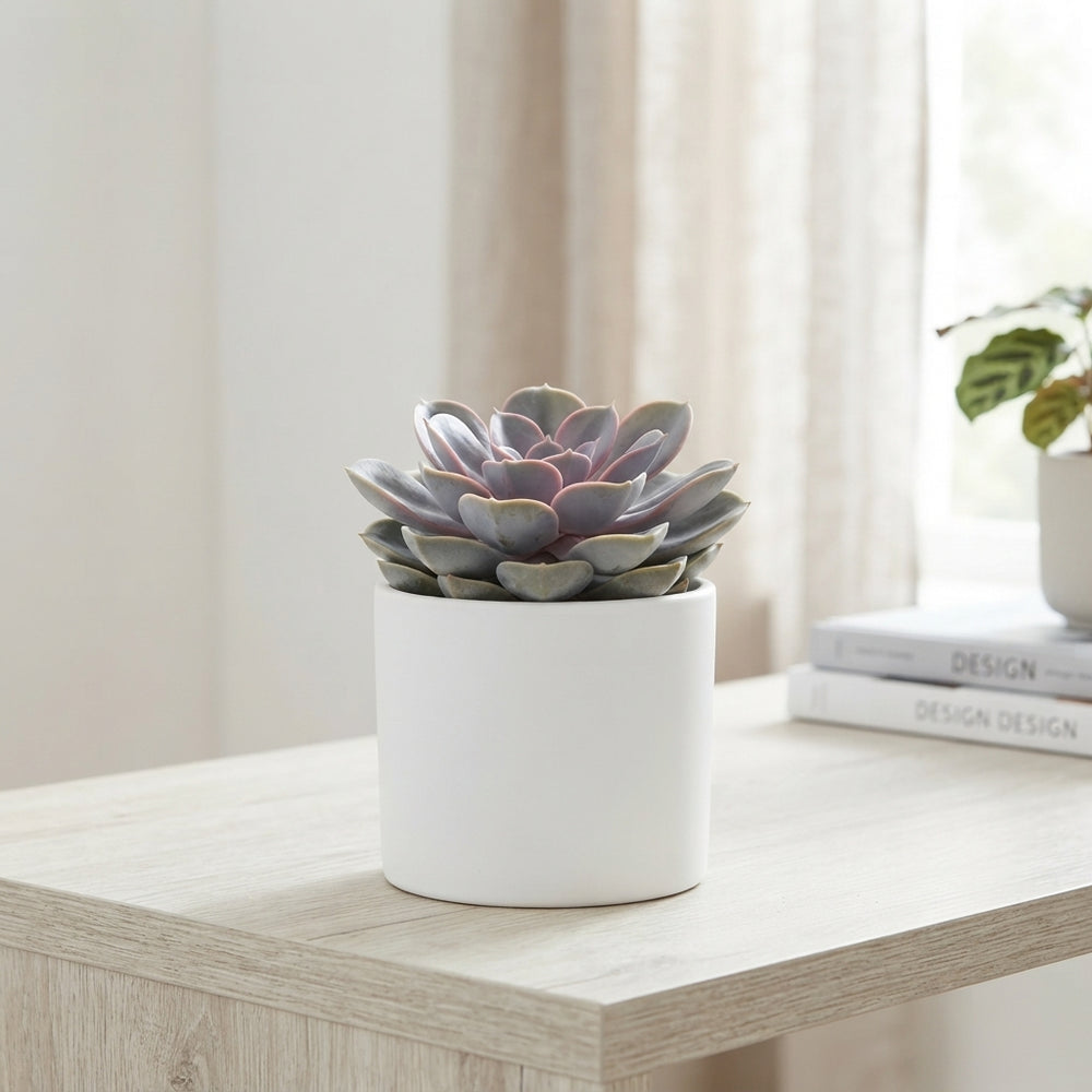 Echeveria ‘Perle von Nürnberg’ – 8.5cm Pot
