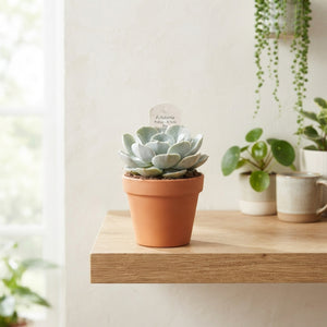 Echeveria Pollux Succulent – 8.5cm Pot