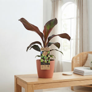 Red Banana Plant (Ensete ventricosum ‘Maurelii’) – 15cm Pot