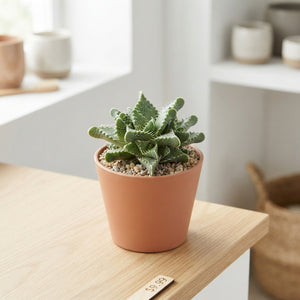 Tiger's Jaw Succulent (Faucaria tigrina) – 8.5cm Pot
