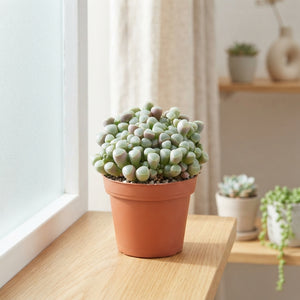 Baby Toes Succulent (Fenestraria rhopalophylla) – 8.5cm Pot