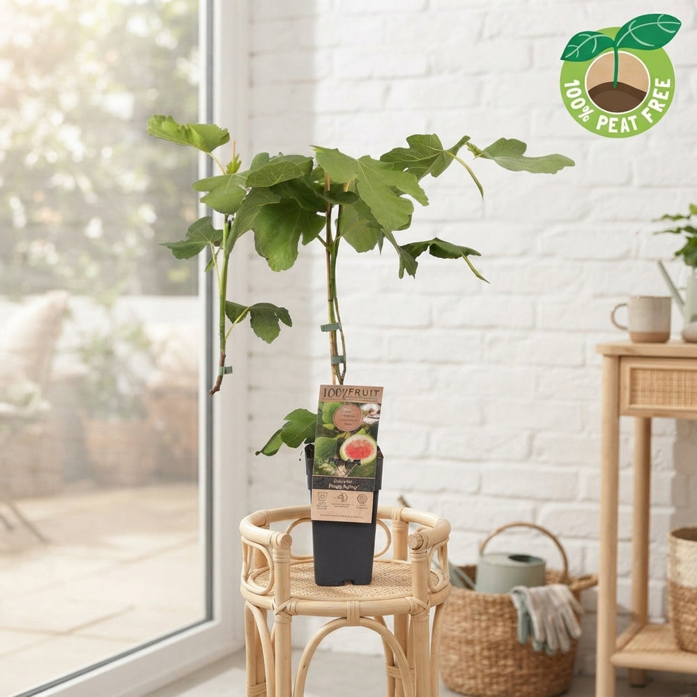 Brown Turkey Fig Tree (Ficus carica) – 15cm Pot