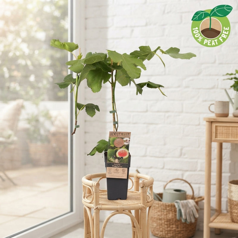 Brown Turkey Fig Tree (Ficus carica) – 15cm Pot