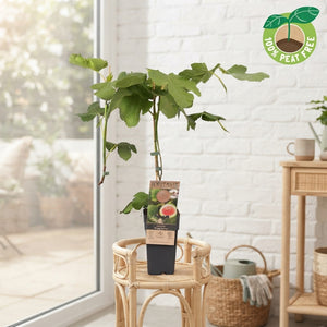 Brown Turkey Fig Tree (Ficus carica) – 15cm Pot