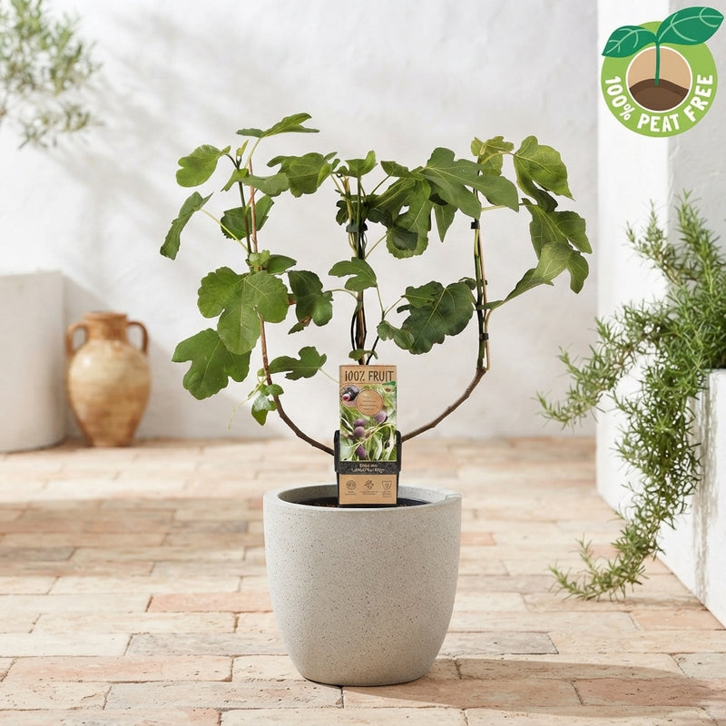 Little Miss Figgy Fig Tree (Ficus carica) – 15cm Pot