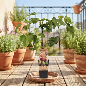 Rouge de Bordeaux Fig Tree (Ficus carica) – 15cm Pot