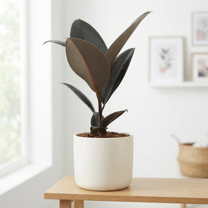 Ficus Elastica ‘Abidjan’ Rubber Plant – 14cm Pot