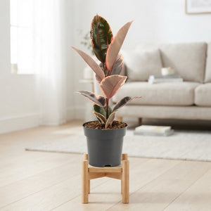 Ficus Elastica ‘El Belize’ – 14cm Pot