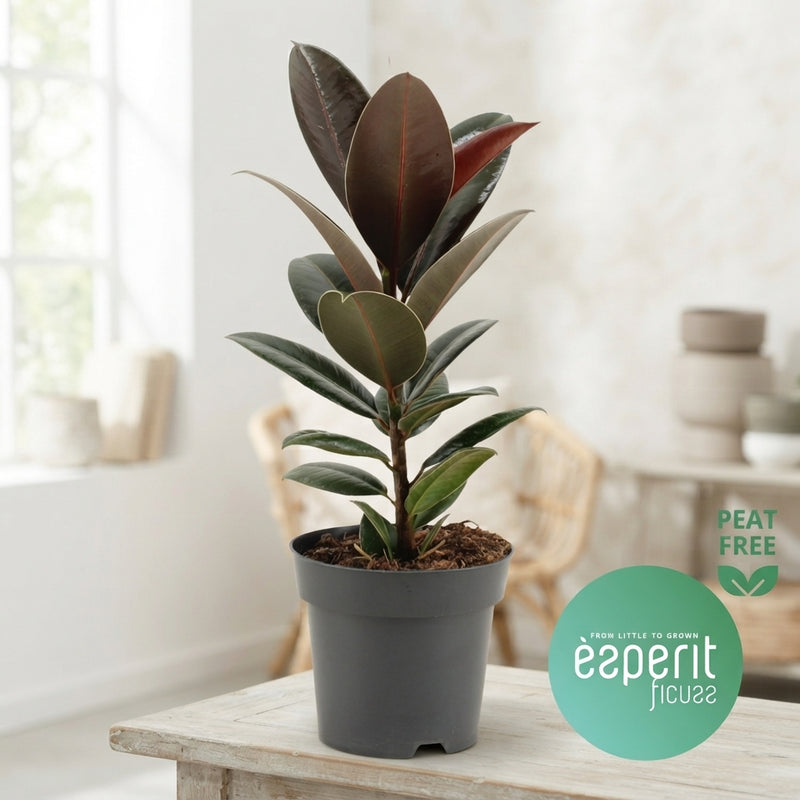 Ficus Elastica ‘Melany’ Rubber Plant – 14cm Pot