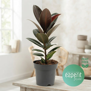 Ficus Elastica ‘Melany’ Rubber Plant – 14cm Pot