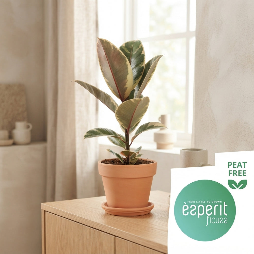 Mixed Ficus Houseplant – 14cm Pot, 40cm High