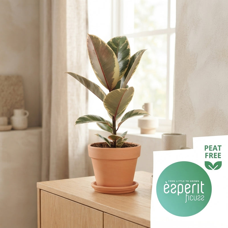 Mixed Ficus Houseplant – 14cm Pot, 40cm High