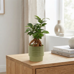 Ficus Ginseng Bonsai (Ficus microcarpa) – 9cm Pot