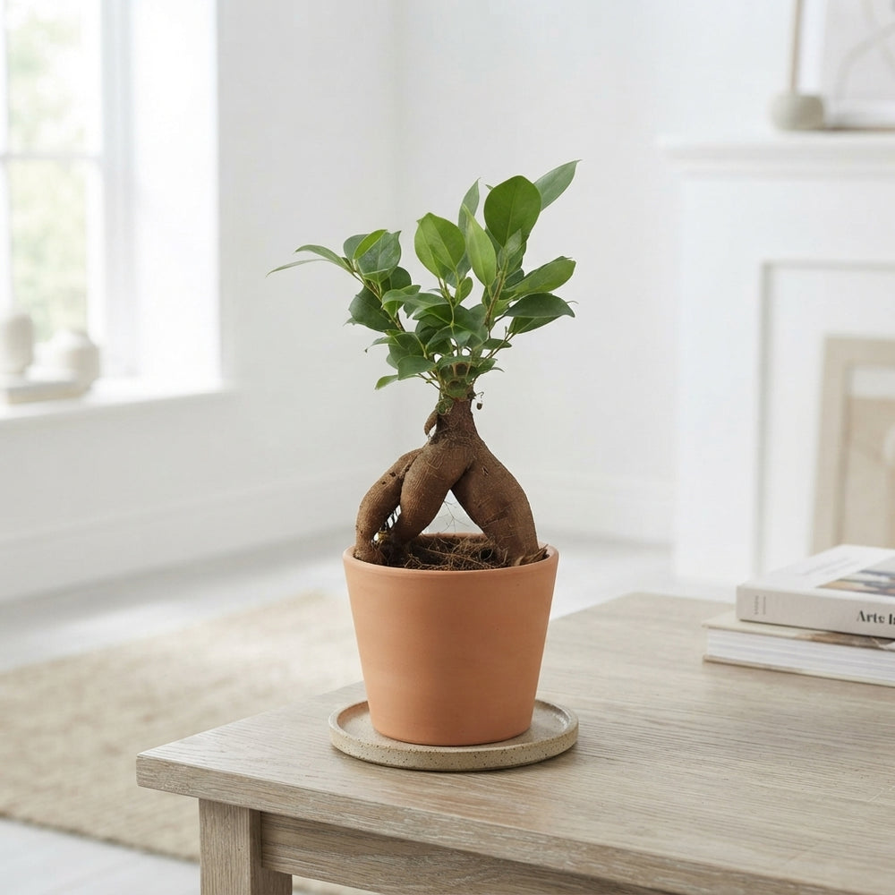 Ficus Ginseng Bonsai (Ficus microcarpa) – 9cm Pot
