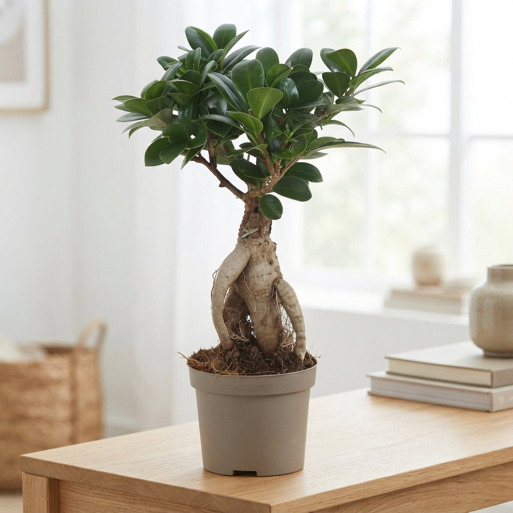 Ficus Ginseng Bonsai (Ficus microcarpa) – 9cm Pot
