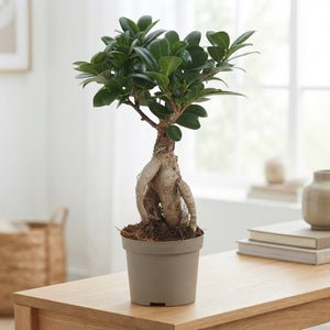 Ficus Ginseng Bonsai (Ficus microcarpa) – 9cm Pot