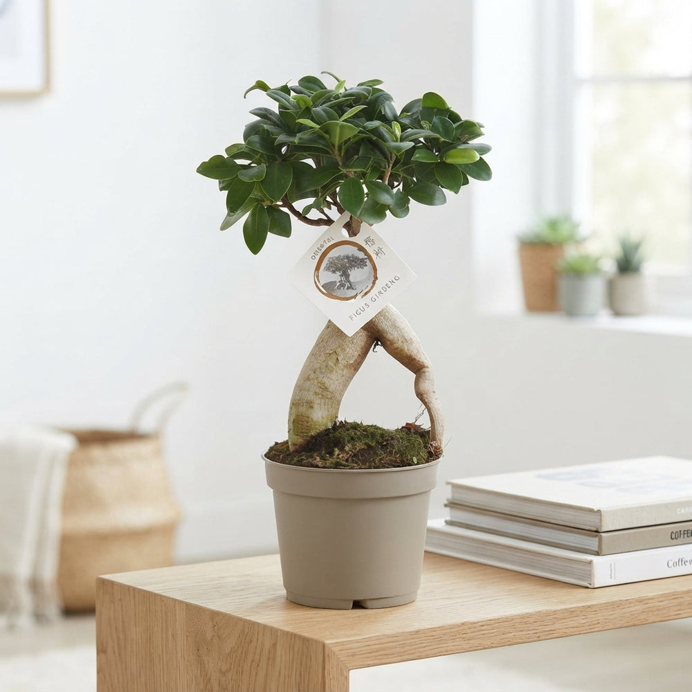 Ficus Ginseng Bonsai (Ficus microcarpa) – 12cm Pot